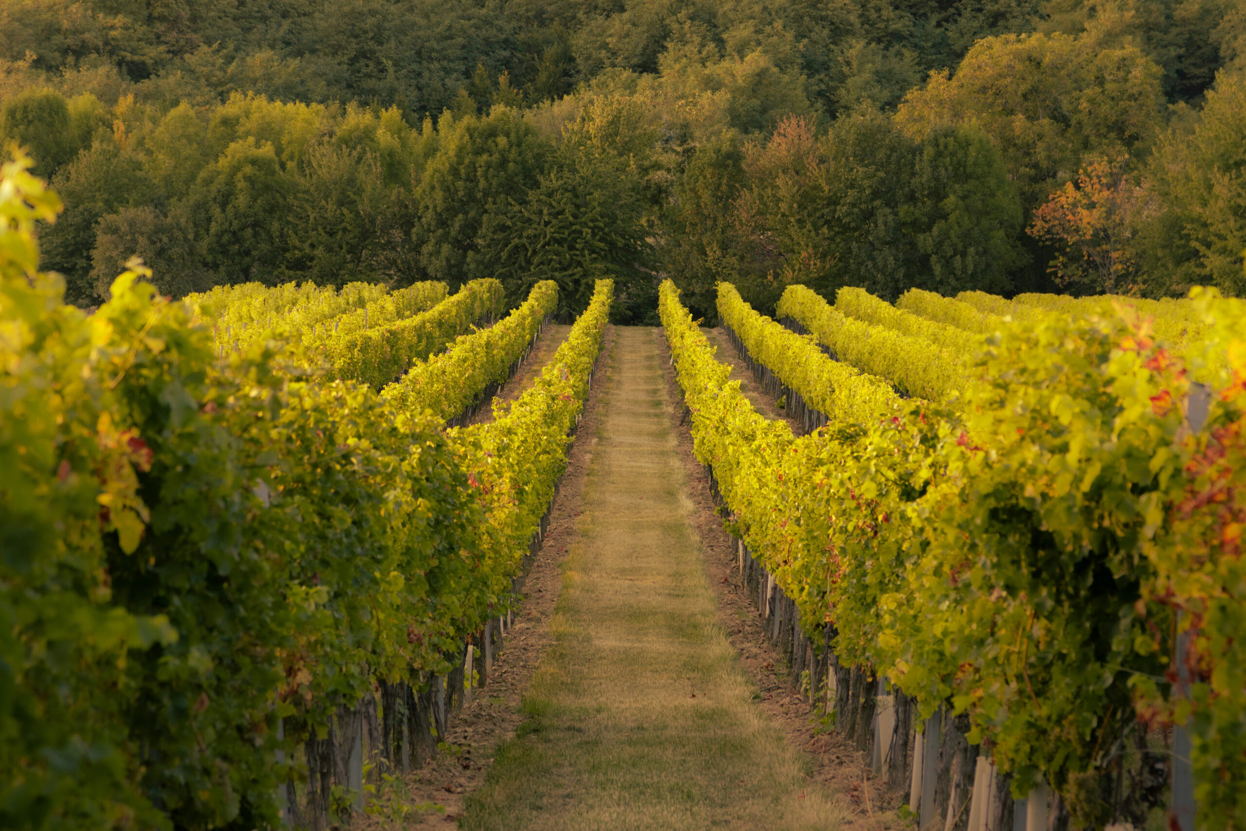 Cantine Due Torri nella Val d’Enza Logo